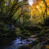 autumn colors
