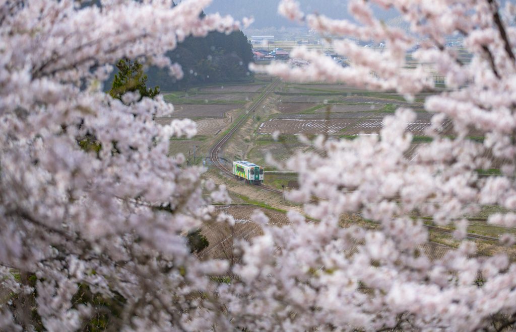 cherry blossoms