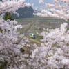 cherry blossoms