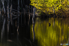 Morning marsh