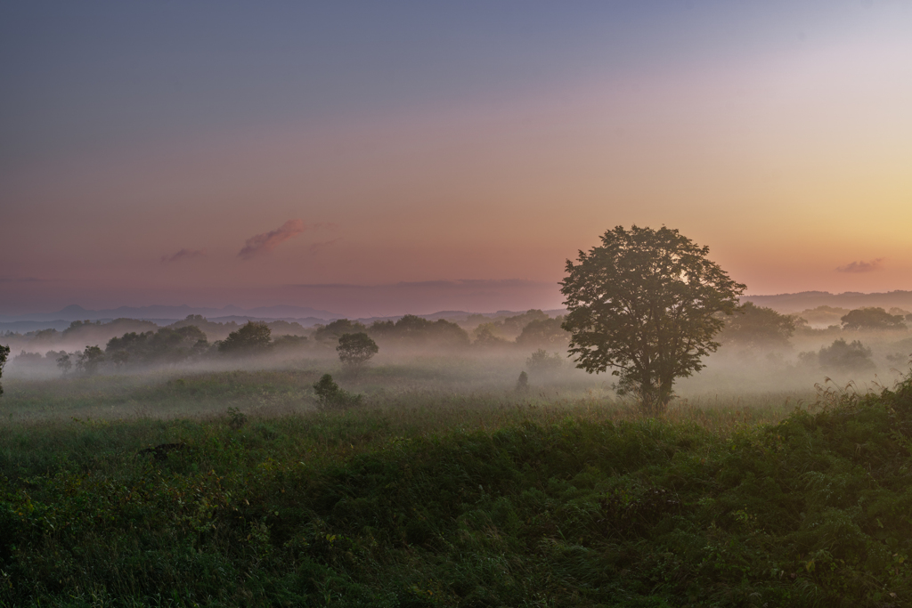 Fog stained