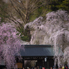 武家桜