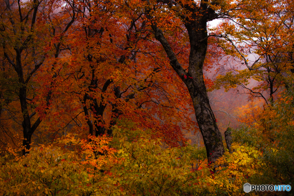 Forest of the autumn rain