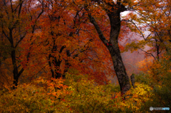 Forest of the autumn rain