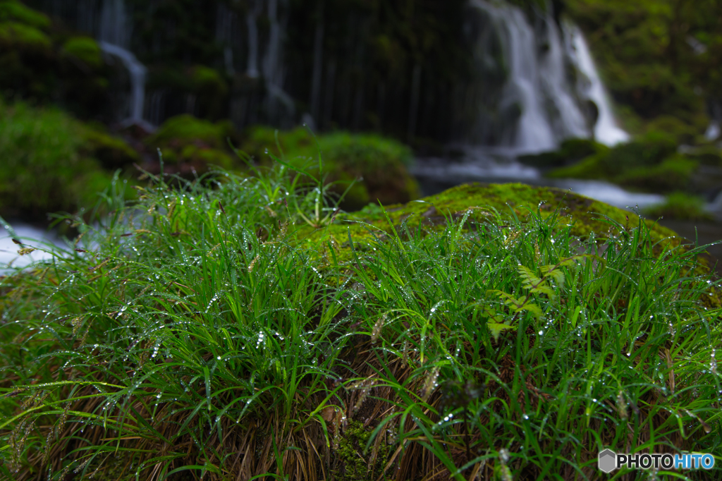 Drops