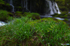 Drops