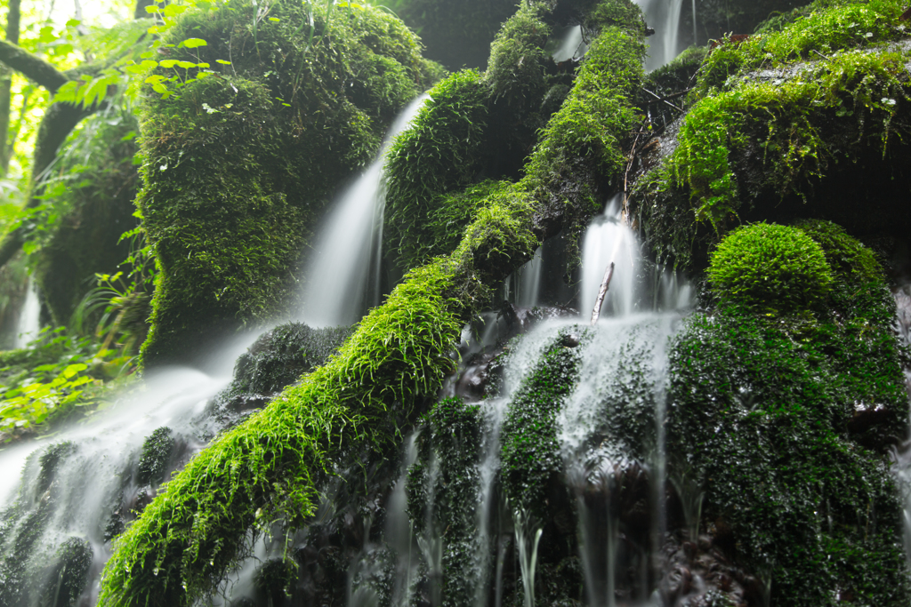 Moss