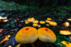 Mountain of mushrooms