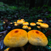 Mountain of mushrooms