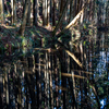 mirror surface
