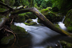 Forest flow 〜 Mototaki