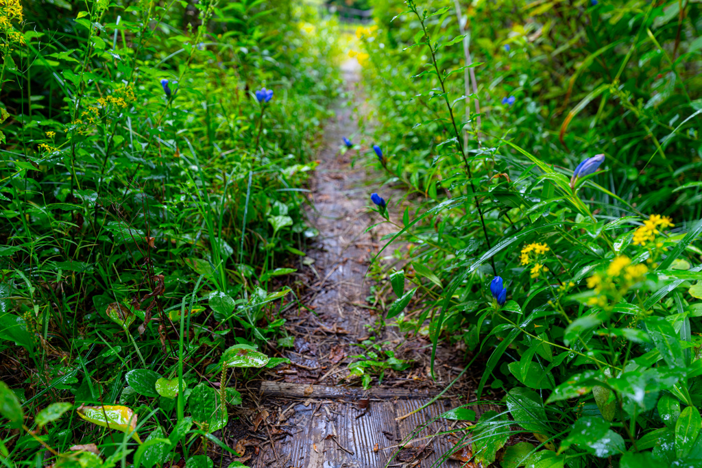 Wild flowers