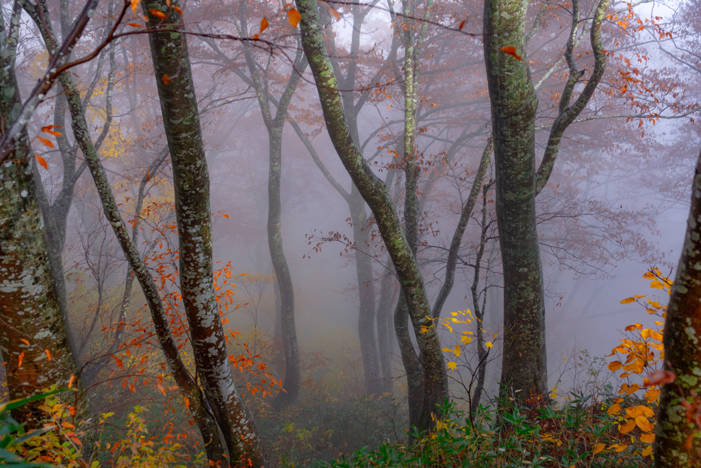 Misty forest