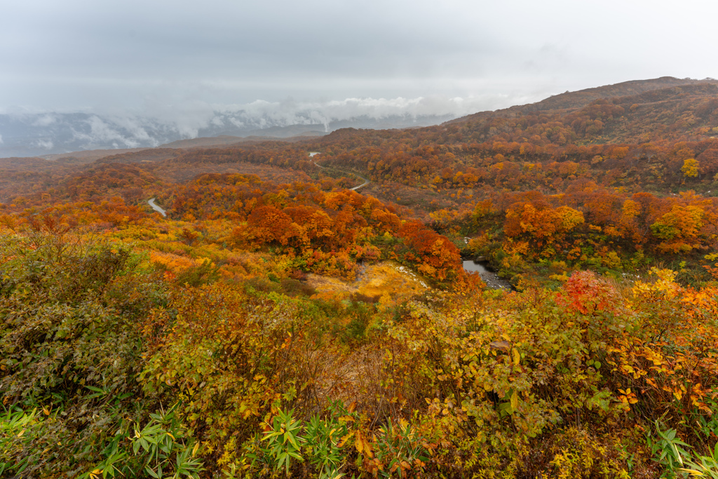 Beech forest