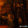 Image ～ Forest of the late fall