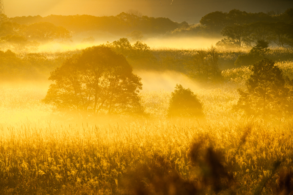 Morning mist