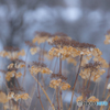 Winter floral art