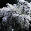 Oshirasama（おしら様の枝垂桜）4
