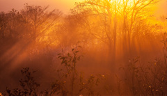 Misty Morning 