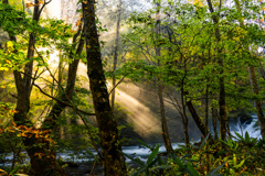 Autumn morning light