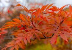 autumn colors