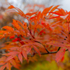 autumn colors