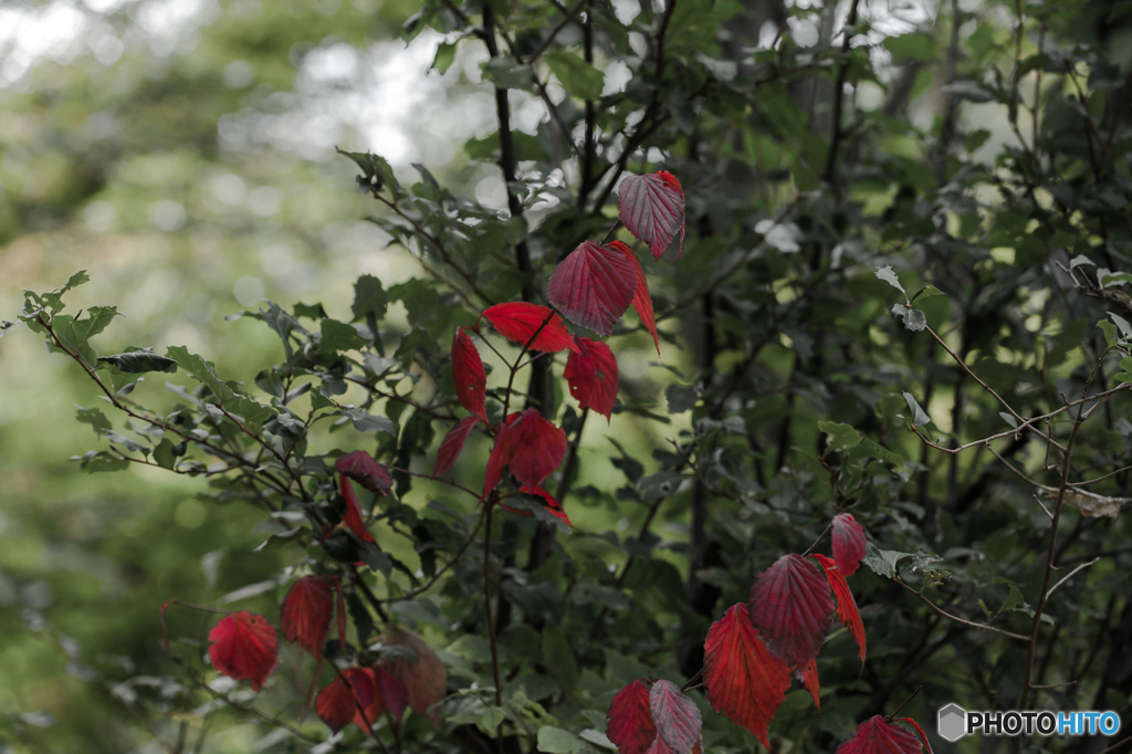 Red leaf 2
