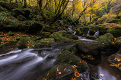 Rainy late autumn