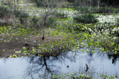 Skunk cabbage