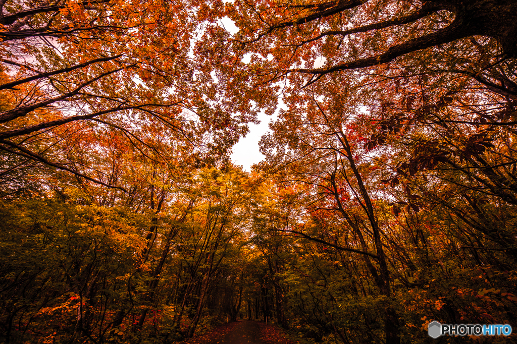 Autumn, road of the forest