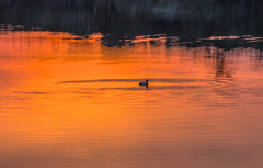 Ripple
