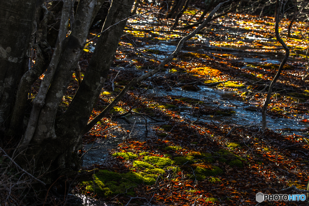 Moss paradise ２