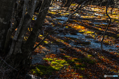 Moss paradise ２