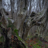 early winter
