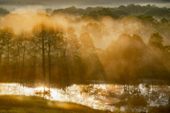 Morning Light