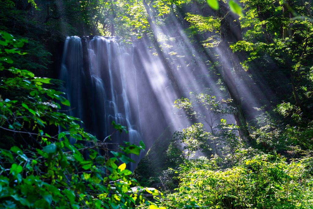 morning light