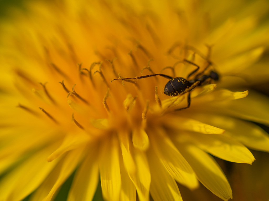 Ant