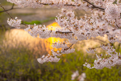 evening sakura