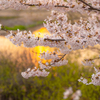 evening sakura