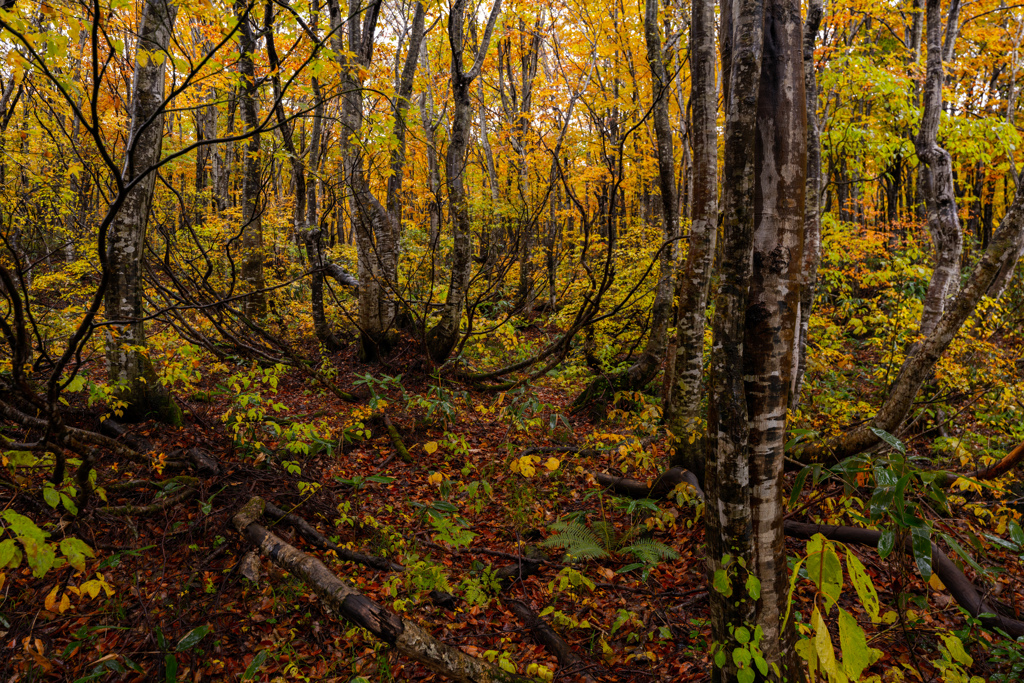Rain beech forest