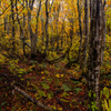 Rain beech forest
