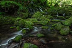 Moss