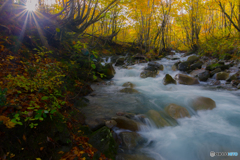 In a deep forest