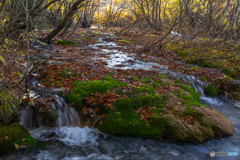 Moss