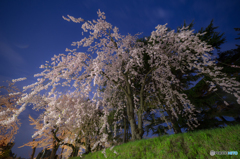 Moonlit night cherry tree