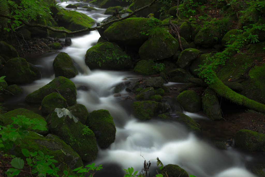Forest flow