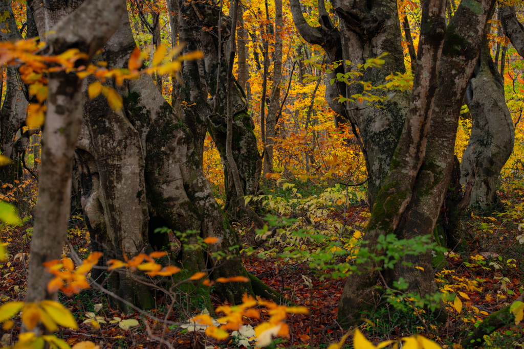 Beech forest