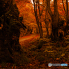 Autumn way