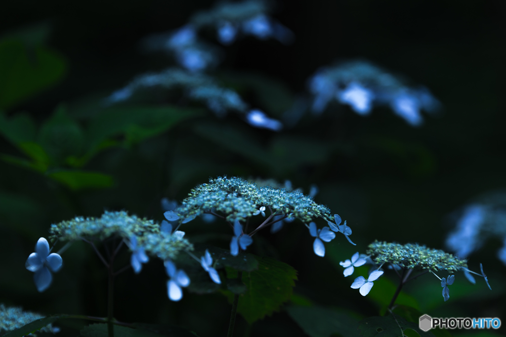 Blue 2