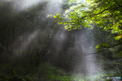 Spray light 2